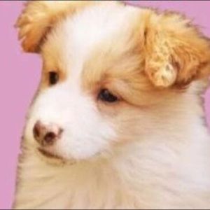 Meet your Posher, Bella